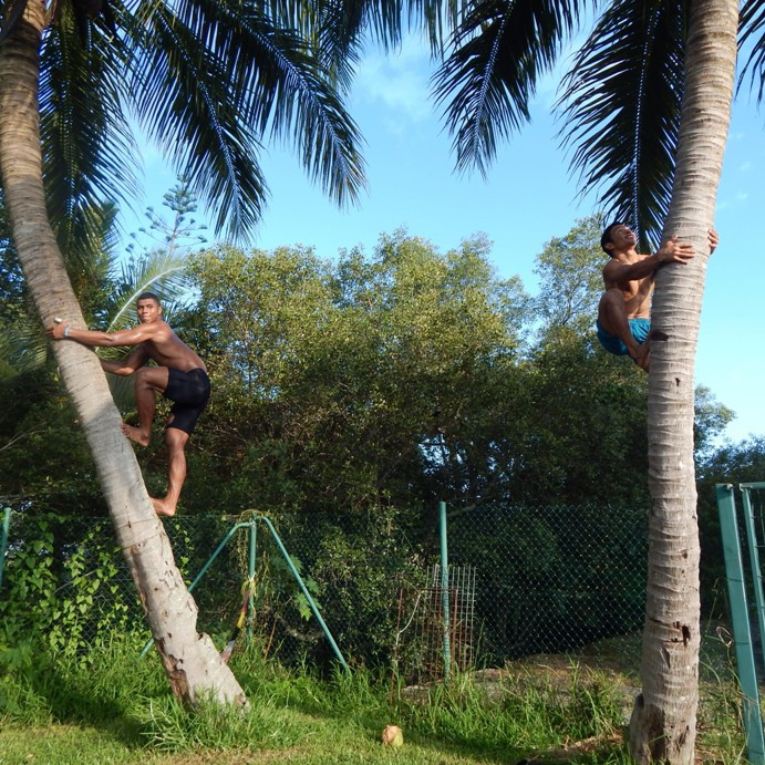 Pacific weightlifters climbing coconut trees as part of their training ©ITG