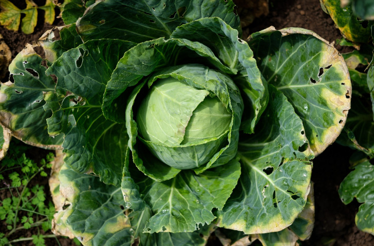 A cabbage. It may have looked like the one thrown at the now ex-Aston Villa manager Steve Bruce on Tuesday night ©Getty Images  