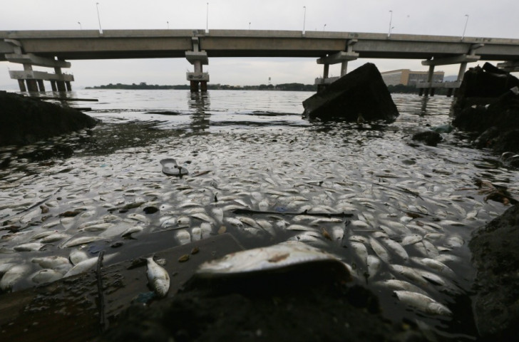 Dead fish float on the edge of Guanabara Bay, part of which is the Rio 2016 sailing venue