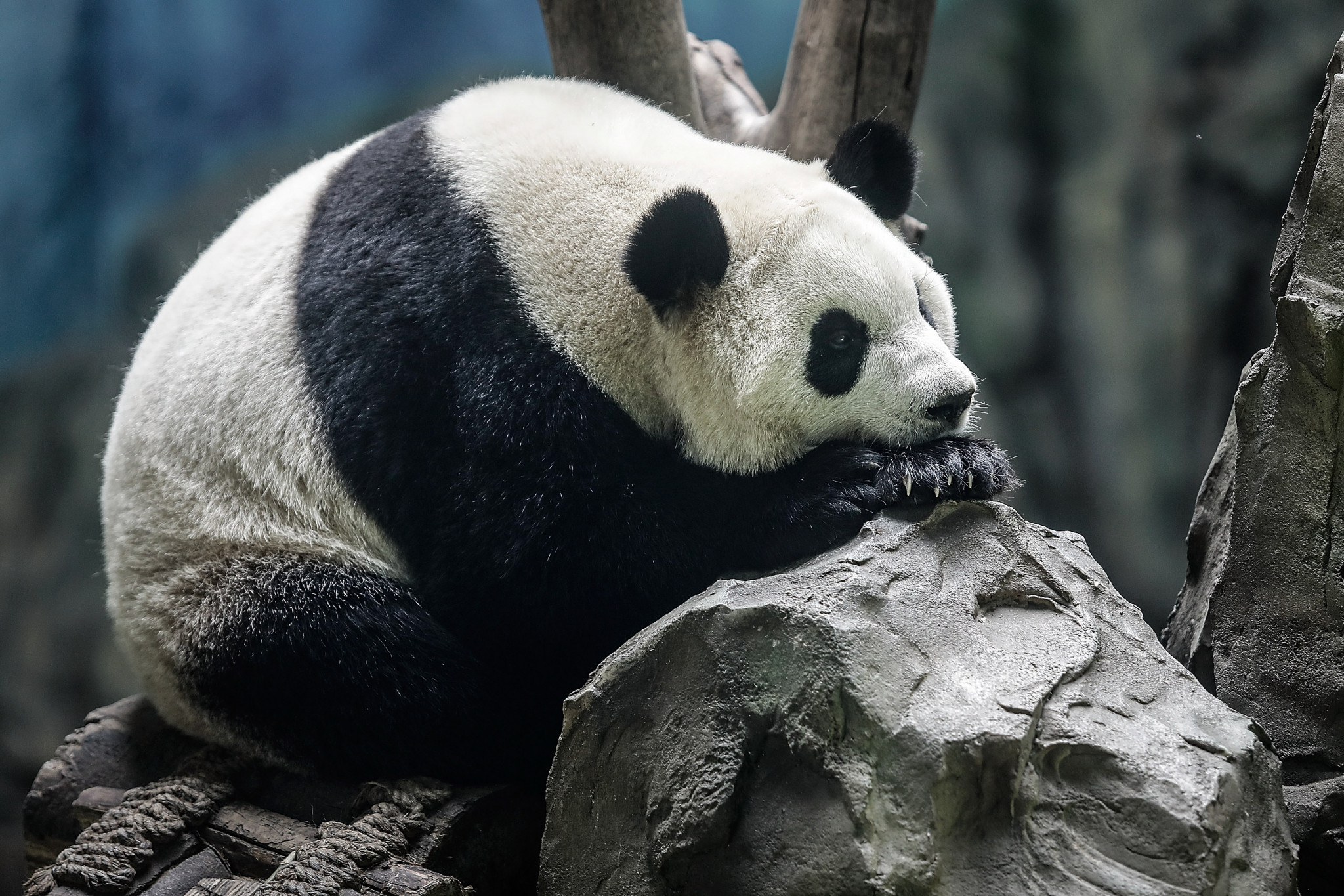 Chengdu is known as the home of the giant panda ©Getty Images