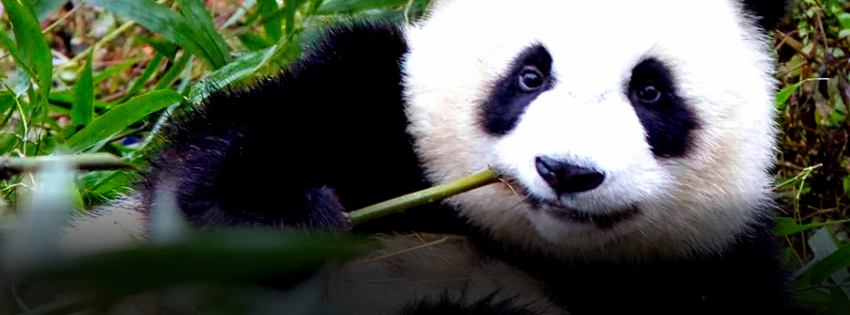 Chengdu is famous for its pandas ©Wikipedia