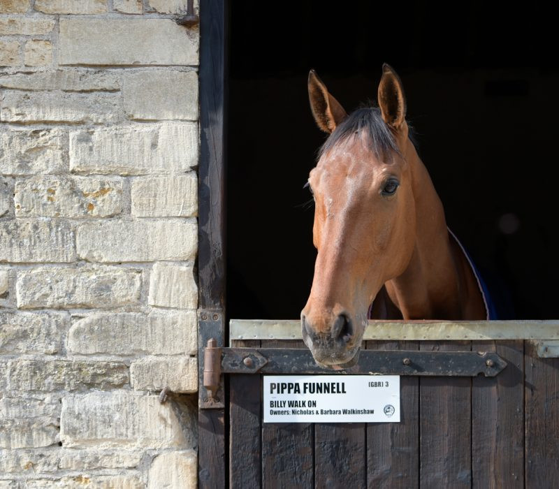 Billy Walk On has been named as one of Pippa Funnell's horses for the impending Badminton Trials ©badminton-horse.co.uk