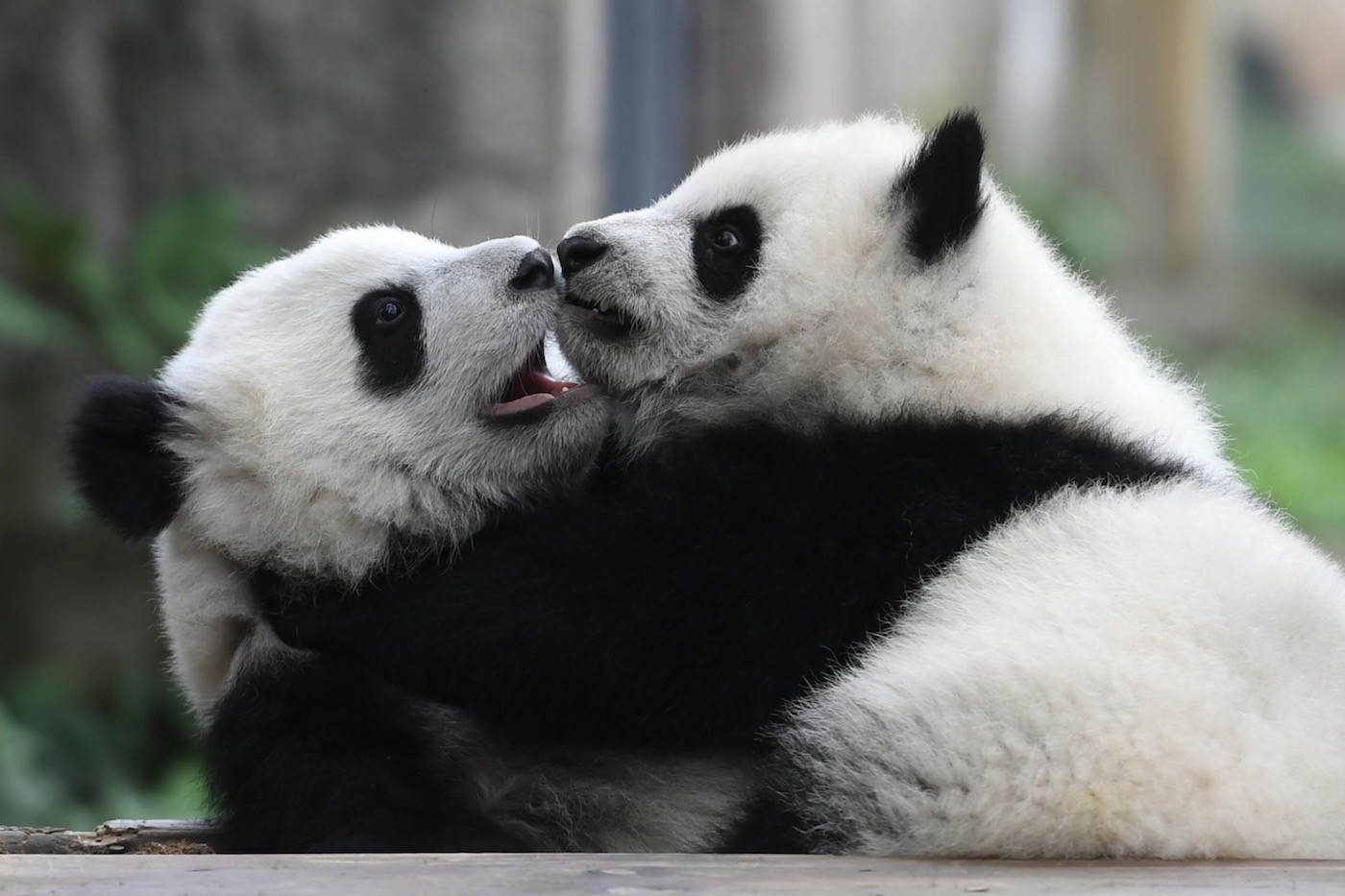 Chengdu is famous around the world for pandas ©FISU