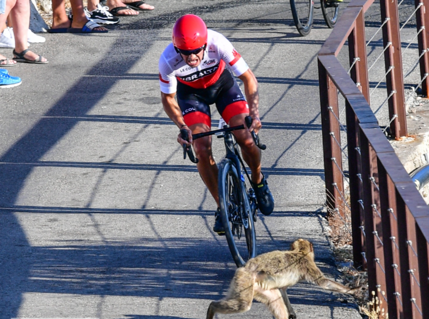 A cyclist dodges an unexpected hazard in the time trial, which took place on Tuesday ©IIGA/Twitter