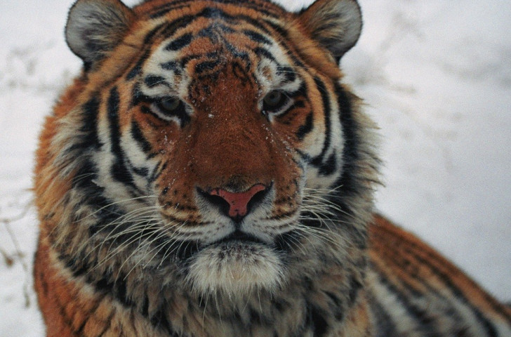 The Amur tiger population has decreased significantly during the 20th century