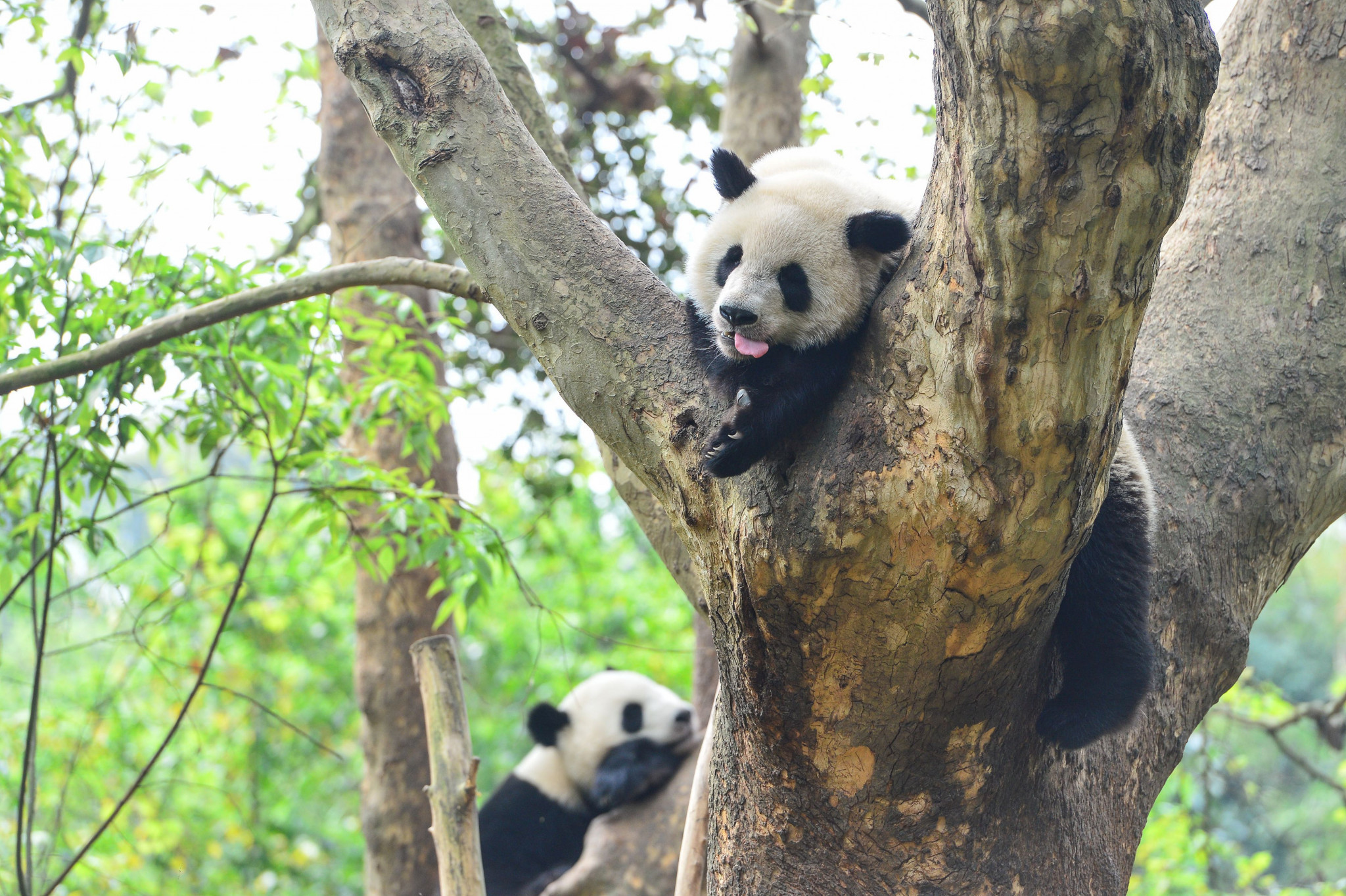 Chengdu Research Base of Giant Panda Breeding is one of the region's main tourist attractions ©Getty Images