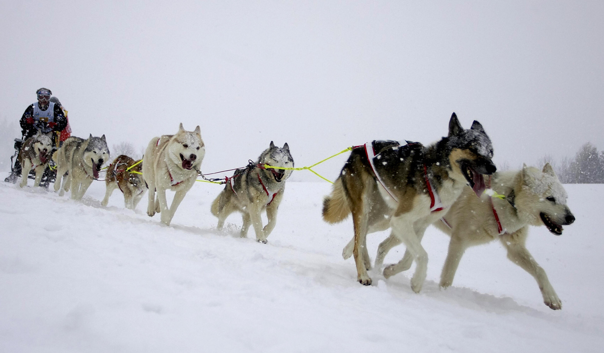 The International Federation of Sleddog Sports has announced an update to its rules of racing ahead of the 2020-21 season ©Getty Images