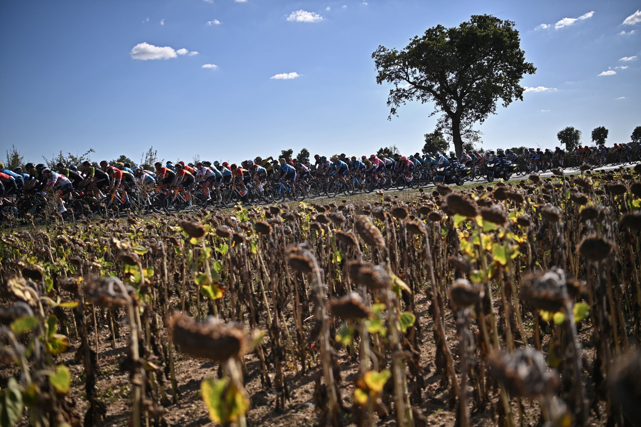 The sunflowers are normally blooming in the summer when the Tour de France is held in July and August, but in September the fields are brown rather than yellow ©Getty Images