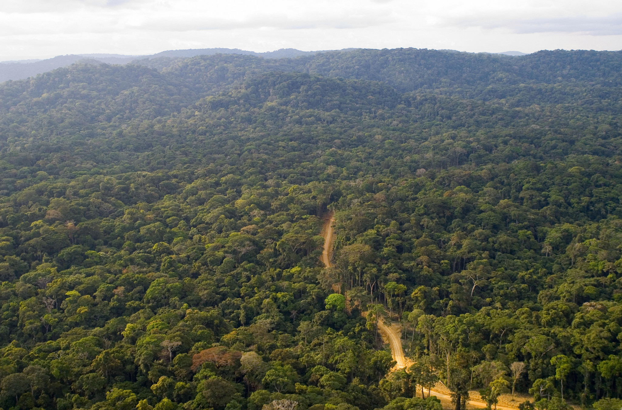 IOC to plant "Olympic Forest" in Africa to offset carbon emissions