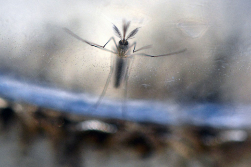 Health officials hail "turning point" after link proven between Zika virus and microcephaly