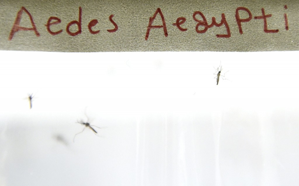 The Aedes mosquito will be blasted by gamma rays in Brazil ©Getty Images