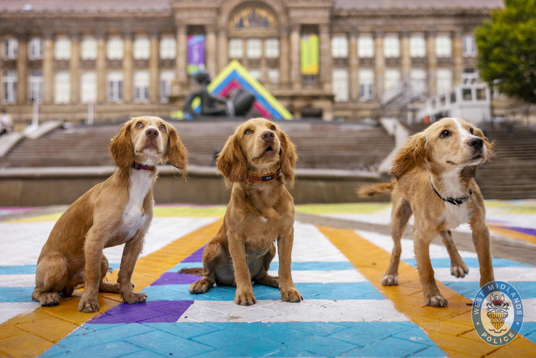 West Midlands Police names three puppies as Birmingham 2022 mascots