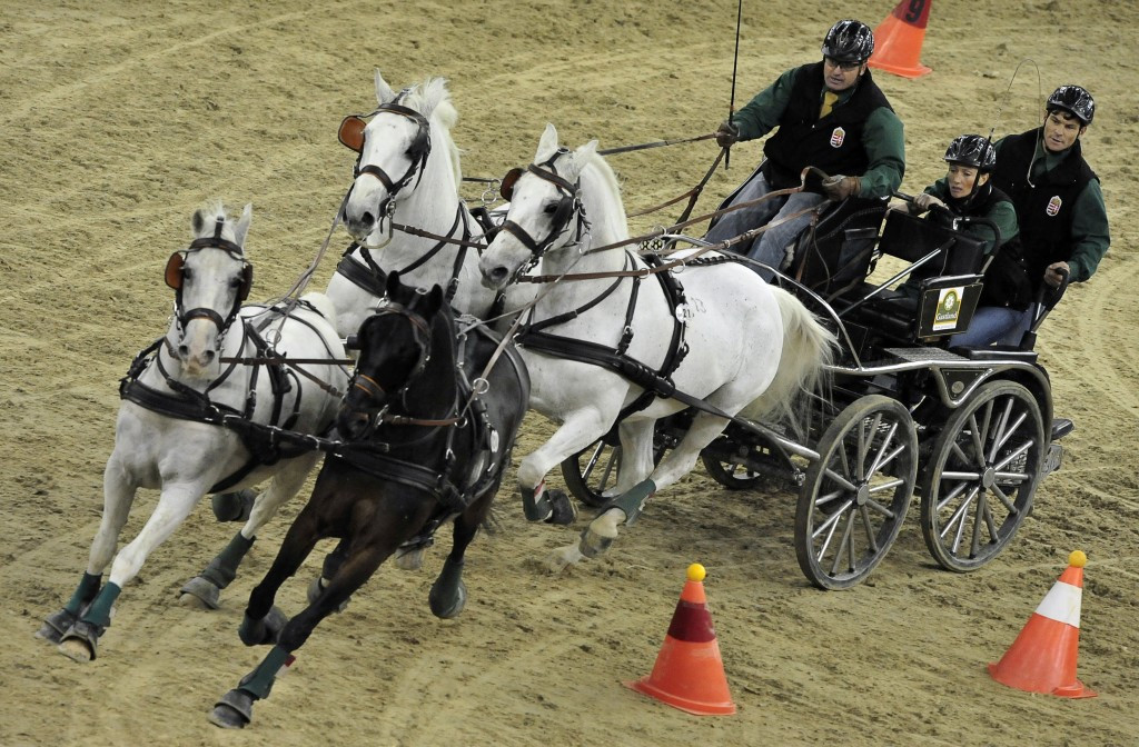 All equestrian events, such as driving, have European Championships