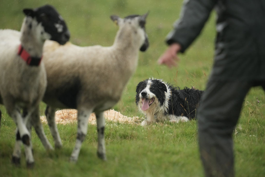 the International Sheep Dog Society offered little support for the idea ©Getty Images