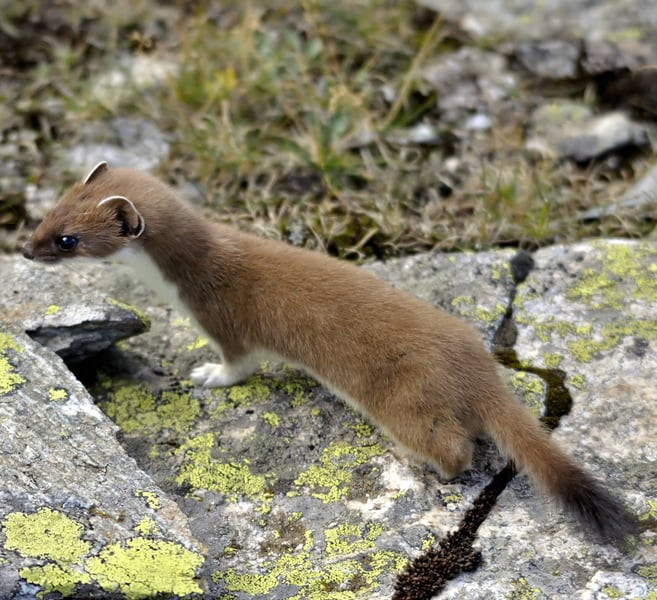 The stoat lives in the Italian Alps but in the past has been hunted for its valuable fur ©Getty Images