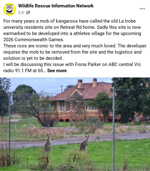 Wildlife volunteers in Bendigo are concerned about the wellbeing of the kangaroos when the new Athletes' Village is built for Victoria 2026 ©WRIN
