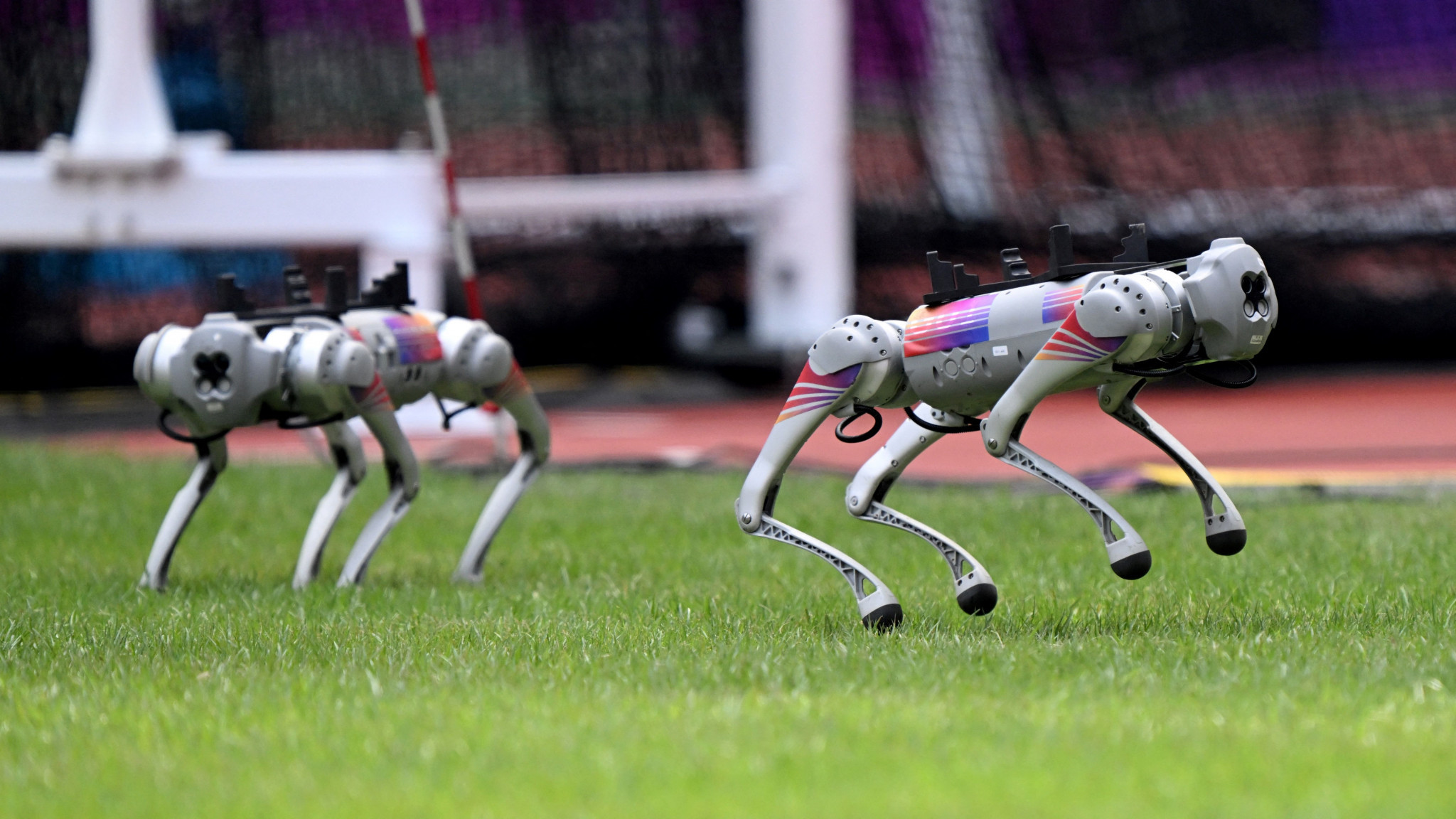 Robot dogs are among the technological features of the Asian Games in Hangzhou ©Getty Images