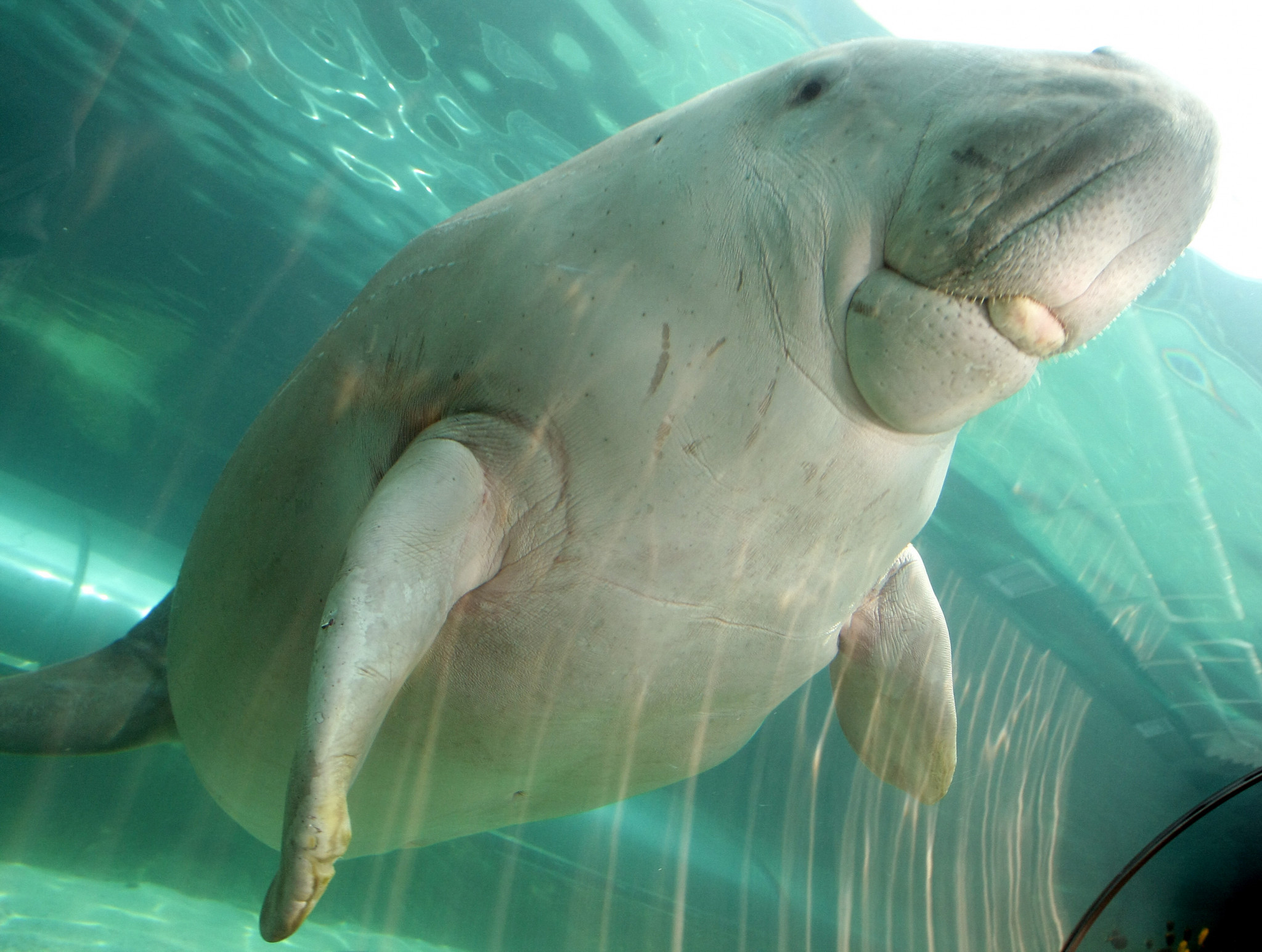 Calls for dugong to be named Olympic mascot for Brisbane 2032
