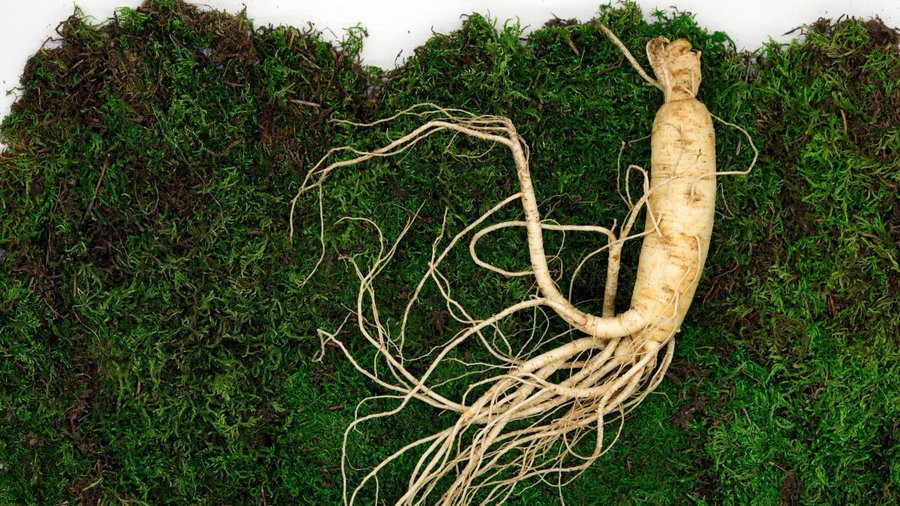Ginseng can be used to help recover from exercise.