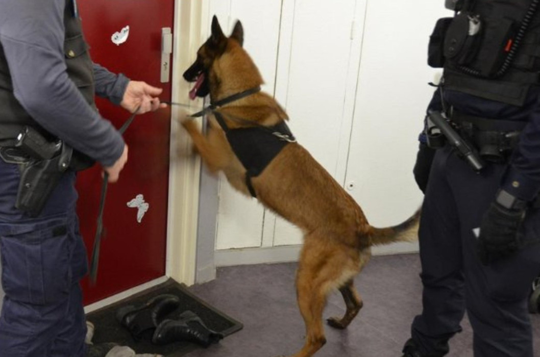 A dog during an operation with the French police. X' / POLICE NATIONALE