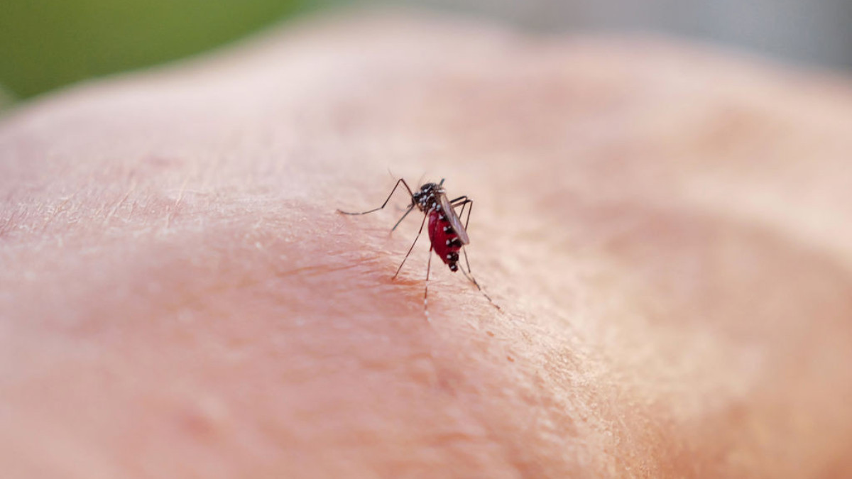 Paris 2024 aims to be mosquito-free