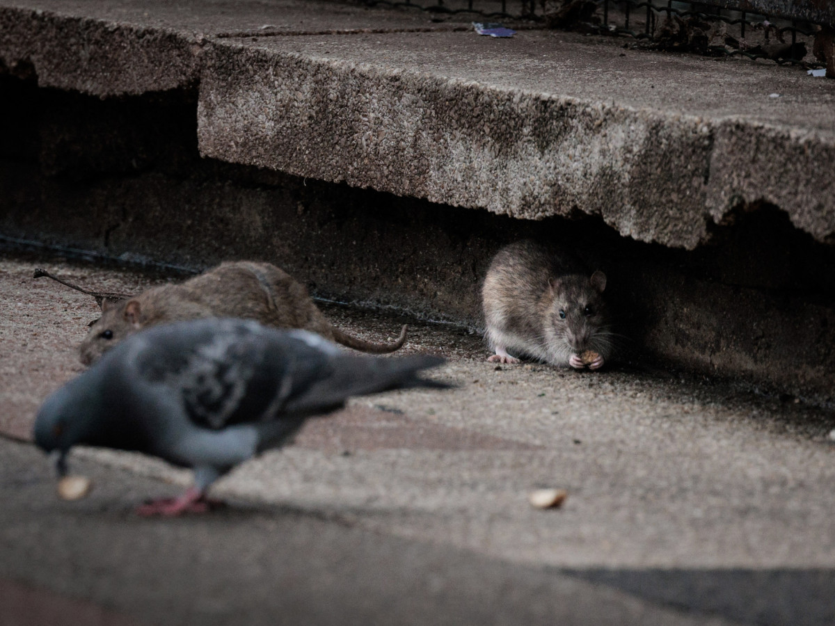 Rats in Paris streets. GETTY IMAGES