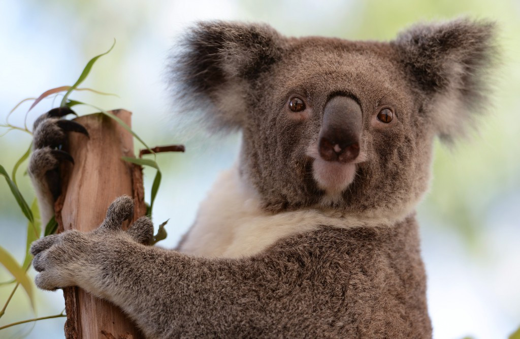 It is hoped Borobi will help raise awareness of koalas and provide important education on their conservation and protection