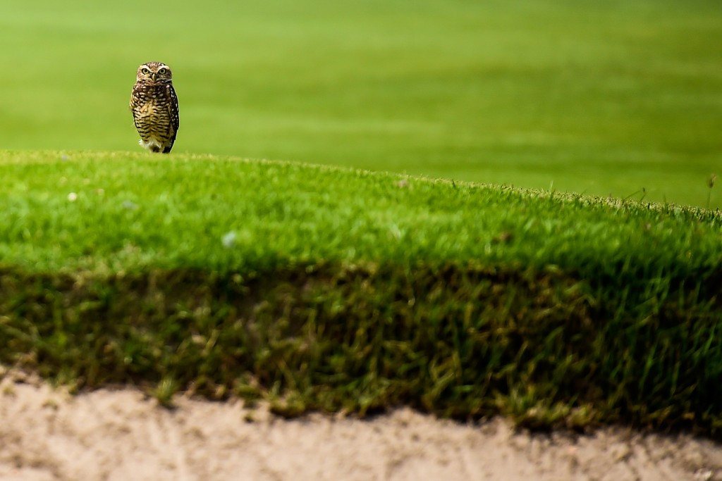 An owl pictured on the golf course during the Rio 2016 test event ©Getty Images
