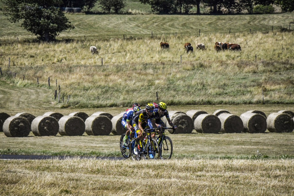 A small breakaway group ride through a field as cows watch on during the stage today ©Getty Images