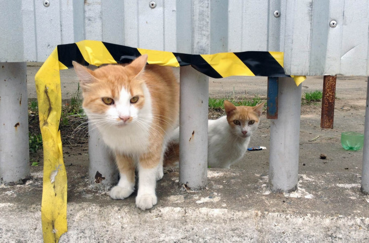 More than 100 feral cats from in and around the Maracana Stadium were vaccinated and treated by the Ro 2016 Animal Management Service ©IOC