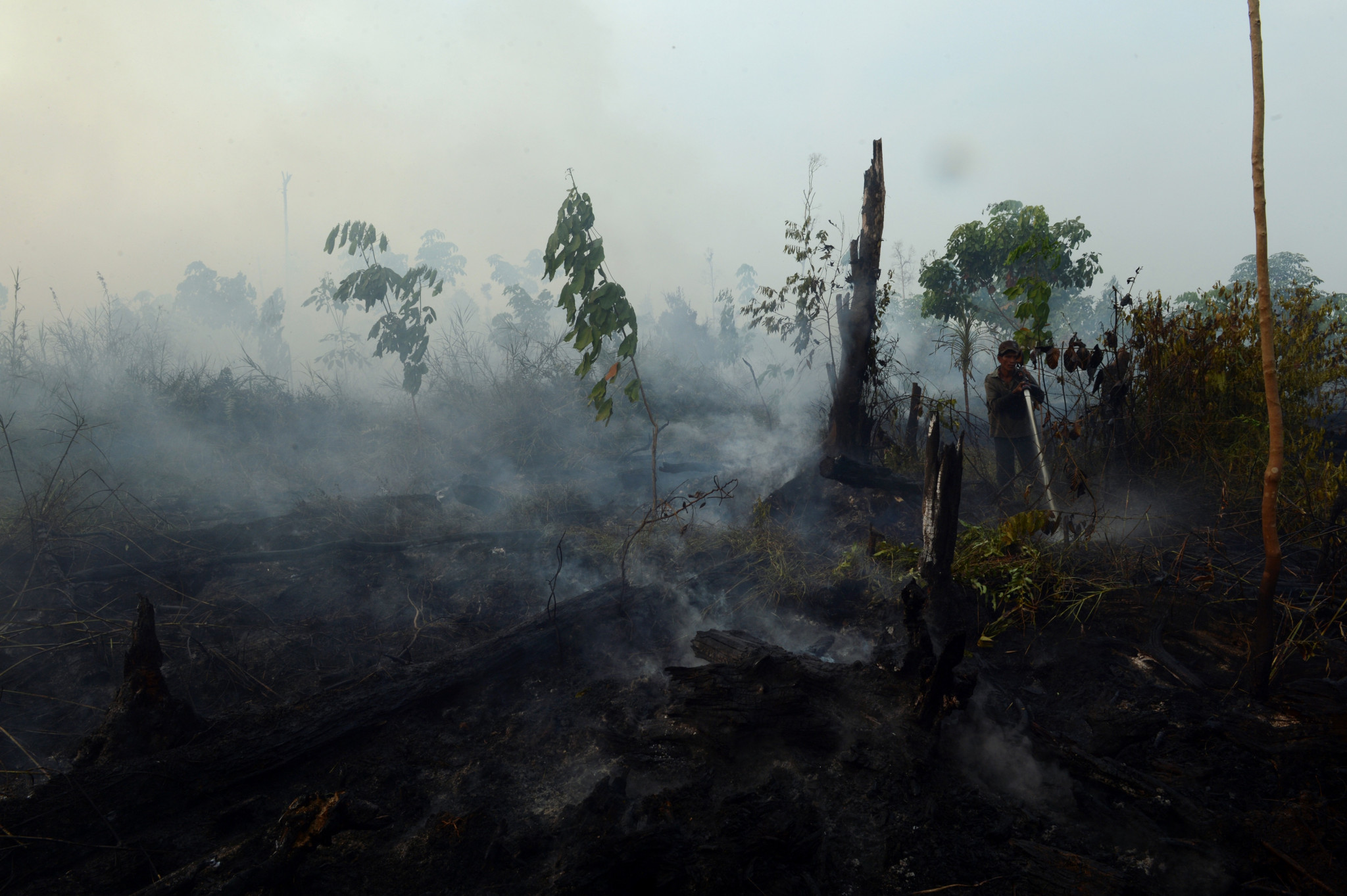 Indonesia has one of the highest deforestation rates in the world ©Getty Images